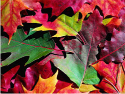 Коллекция ASUS осень 2012