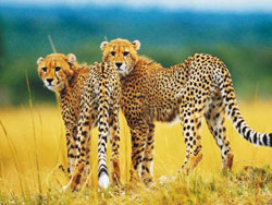 Лучшее в Африке Лучшее в Африке