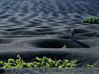 Palit: подогрей осень!