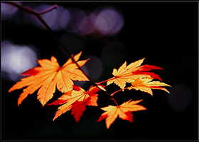 Япония: осенняя Palit’ра