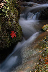 Япония: осенняя Palit’ра