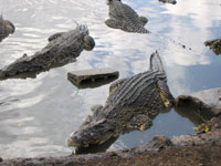 The crocodile farm