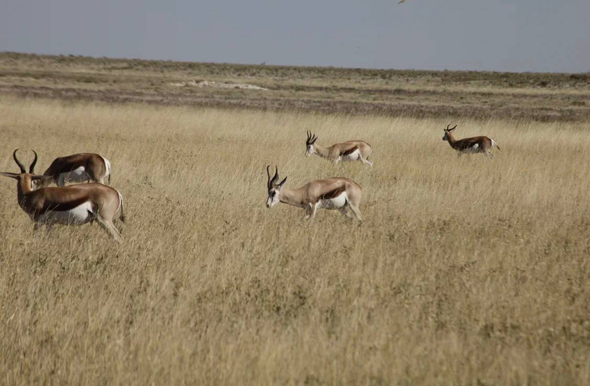 Приключения Merlion и партнеров в Намибии