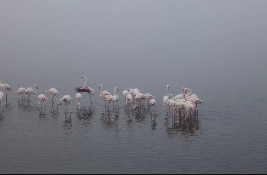 Приключения Merlion и партнеров в Намибии