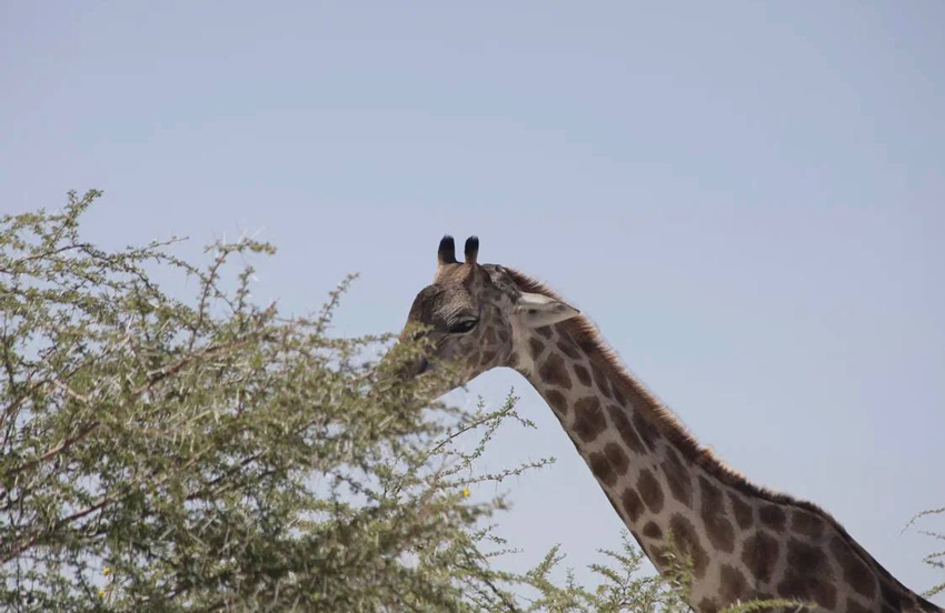 Приключения Merlion и партнеров в Намибии